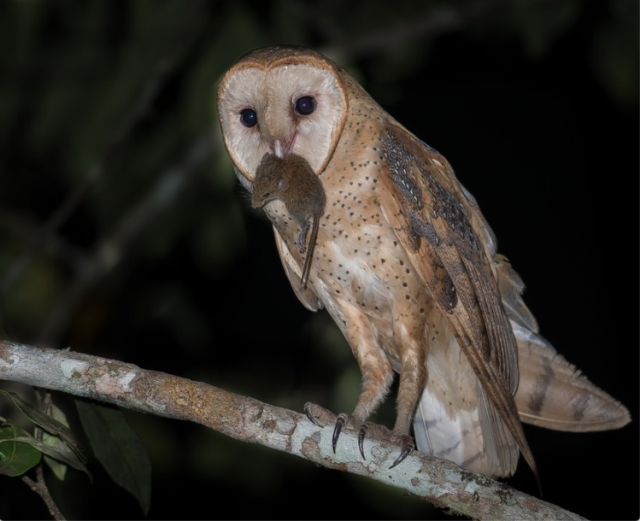 Rasga mortalha foto repodução.png