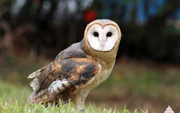 Rasga mortalha 1.jpg